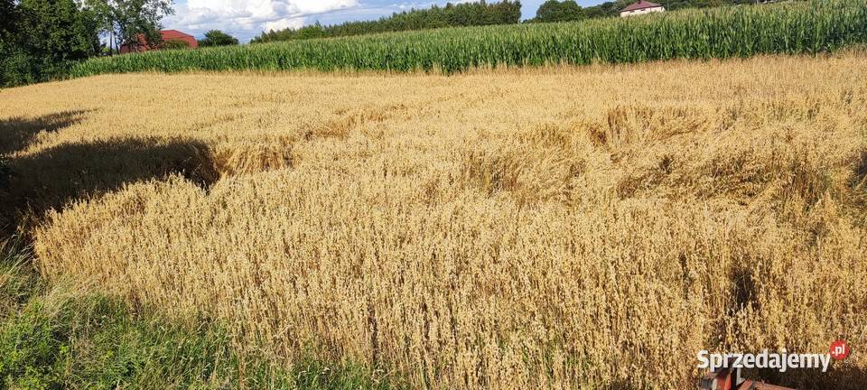 Owies ozimy Snowbird mazowieckie