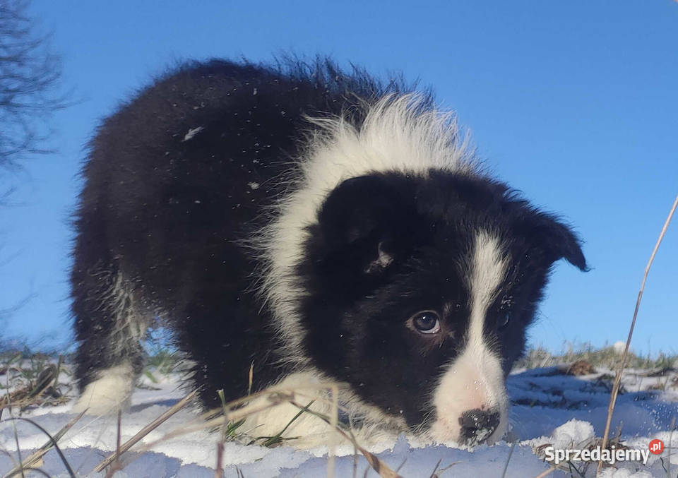 Rasowa Suczka BORDER COLLIE z Hodowli Szczenię z Kraków
