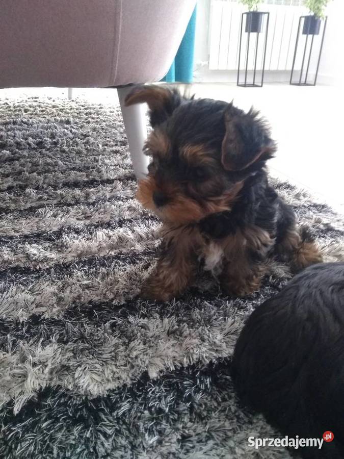 York Yorkshire terrier śliczne szczeniaki Kielce