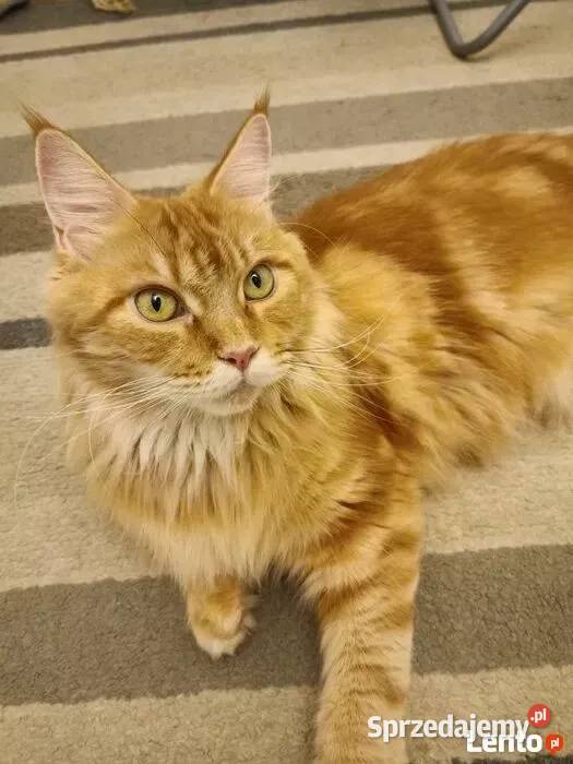 Kocurek Maine Coon Rodowód FPL Bytom Odrzański