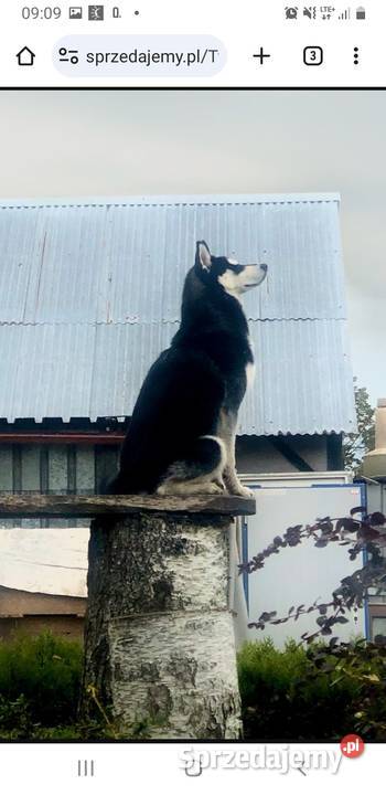 Szczeniaczki Siberian husky z elitarnym Krośniewice