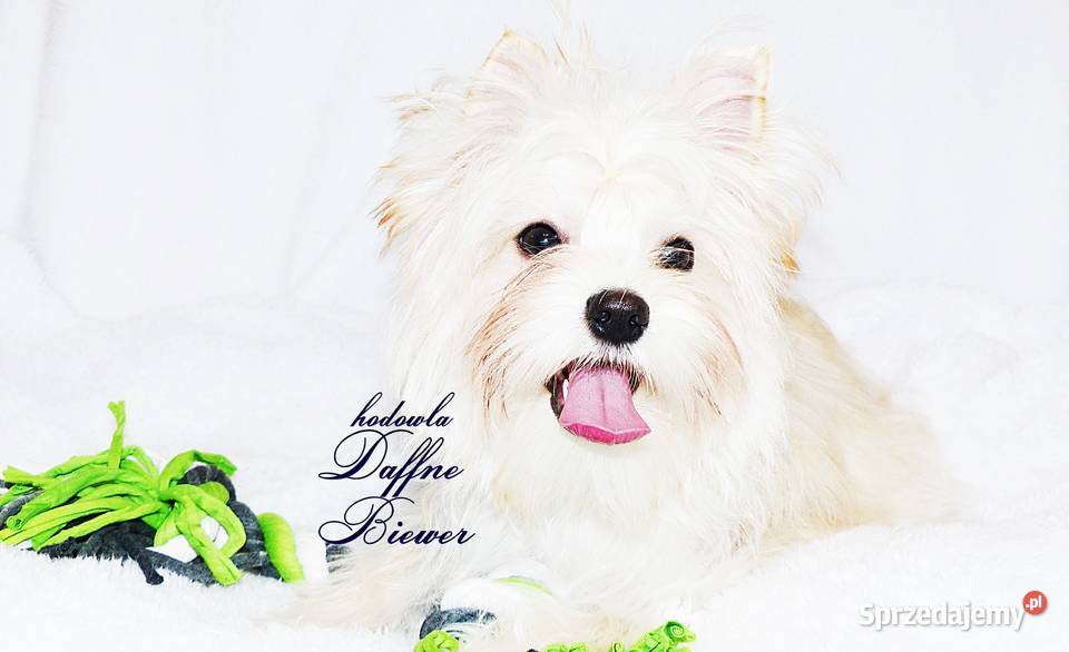 York Golddust Yorkshire Terrier York Tychy sprzedam