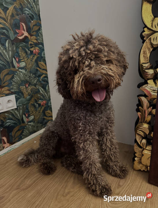 Lagotto Romagnolo reproduktor Zwierzęta lubelskie Kraśnik