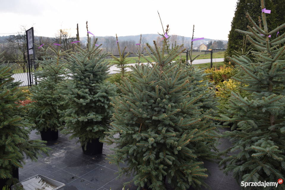 Żywe choinki świąteczne świerki srebrny serbski małopolskie Łękawica