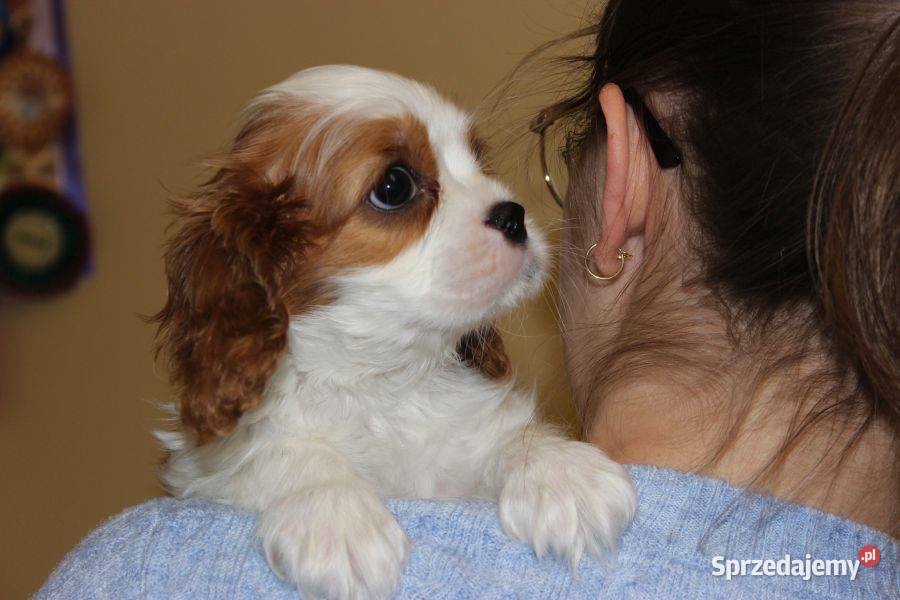 Cavalier King Charles Spaniel szczeniaczki ZKwP po CH.PL.
