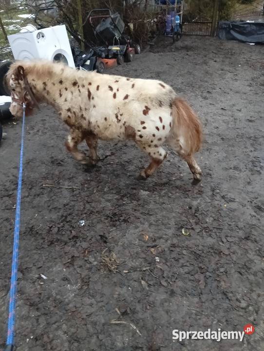 Kuc kucyk ogier Krasnystaw