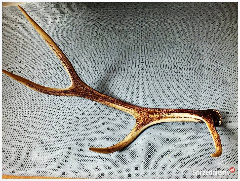 Duże poroże jelenia waga 1300g długość 64 Stan Żary