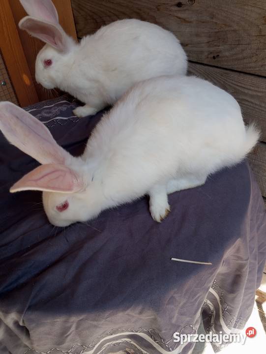 Króliki Termondzkie samice i samce młode i sprzedam