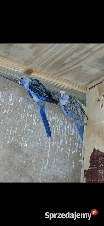 Sprzedam papugi patagonki i rozelle królewskie Kuczki-Kolonia