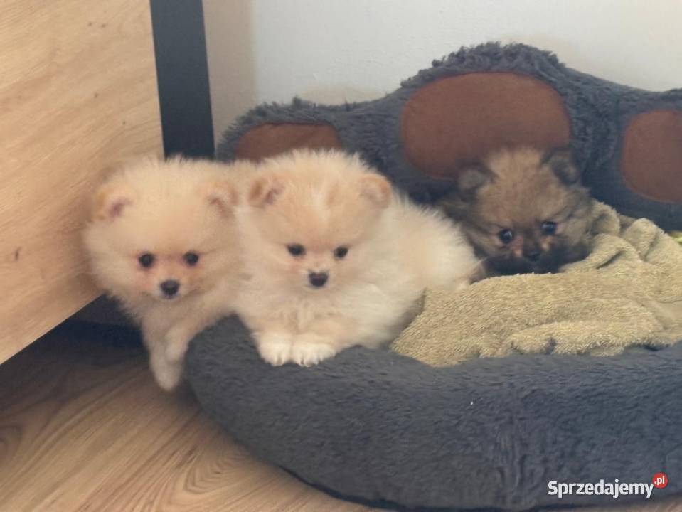 Szpic miniaturowy pomeranian