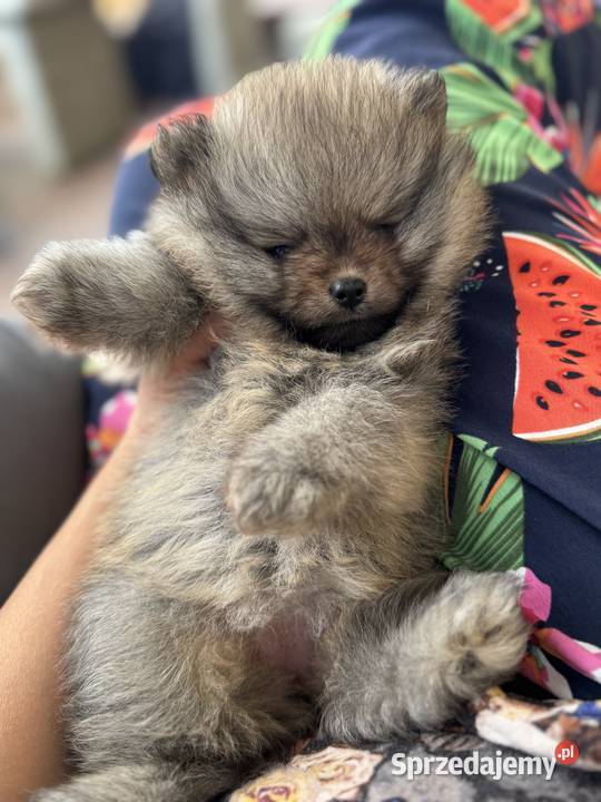 Szpic miniaturowy FCI Stalowa Wola