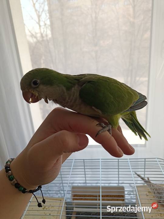 Mnicha Ręcznie Karmiona Ptaki Ptaki Warszawa