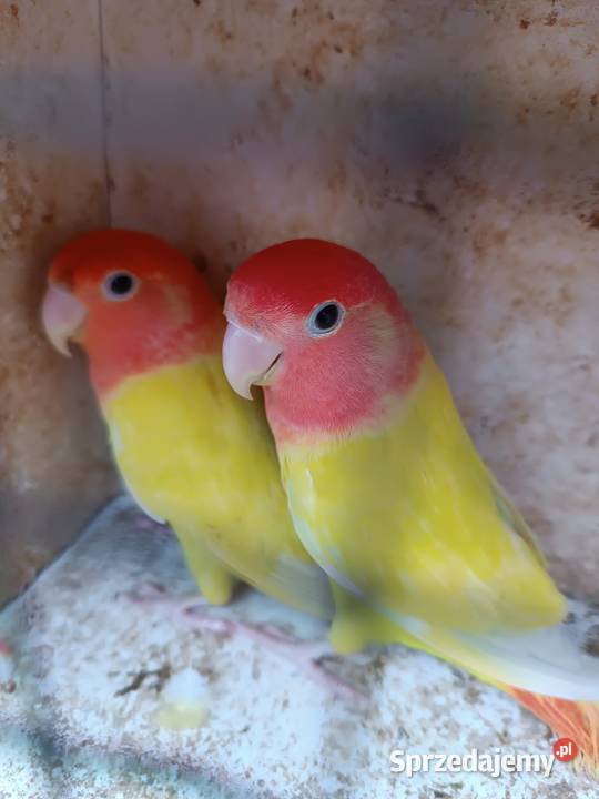 Nierozłączki parę rozella lutino samiczka Opole sprzedam