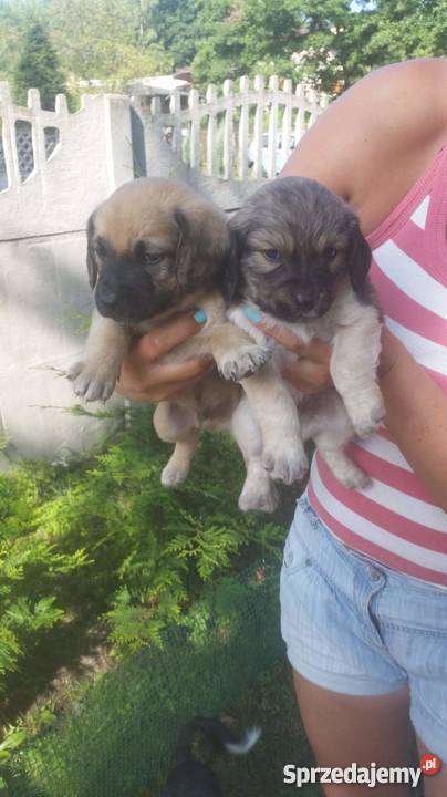 Szczeniaczki sprzedam
