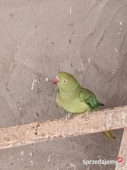 Sprzedam papugi różne Ptaki świętokrzyskie Pińczów