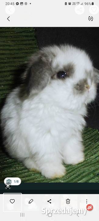 Cudne kroliczki Mini Lop Poznań