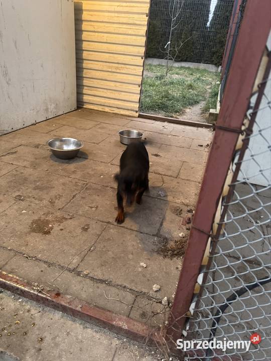 Ratlerek suczka 8 miesięcy Zwierzęta Wierzbica