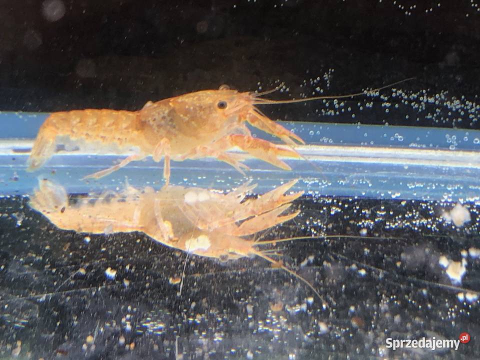 Rak mini orange Justynów sprzedam