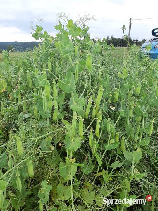 Groch Batuta na siew poplon paszę gołębi Błędowa Tyczyńska