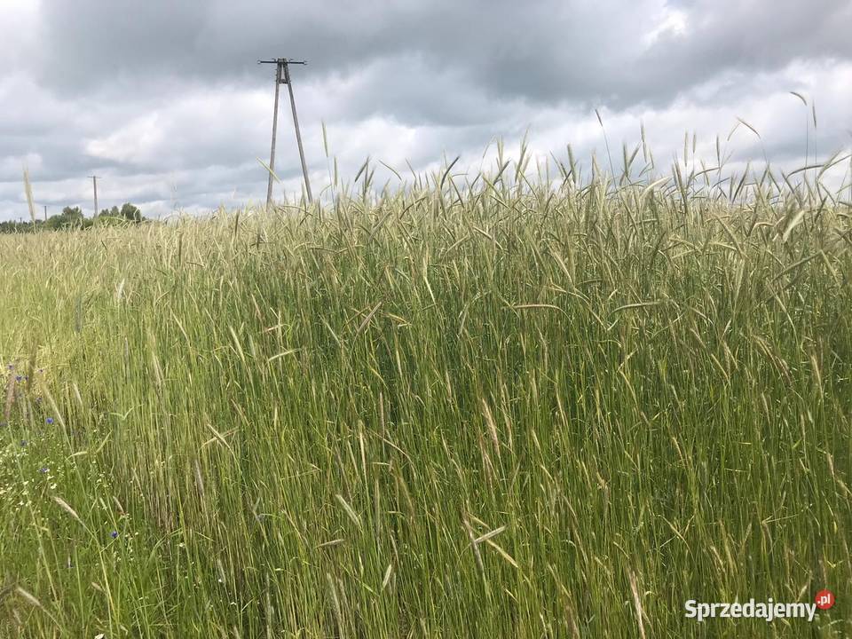 Sprzedam żytokrzycę stara odmiana żyta lubelskie Biała Podlaska