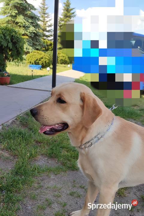 Labrador piękny pies Radom sprzedam