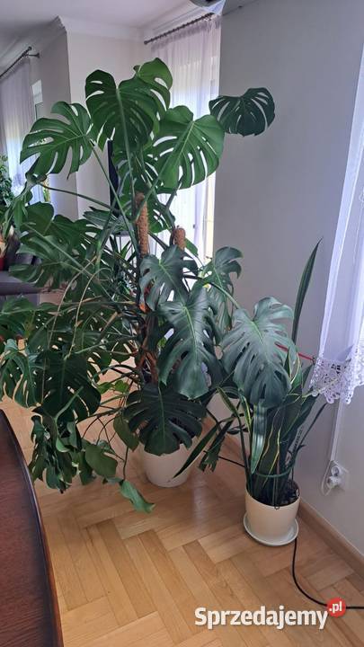 Sprzedam kwiat Monstera dziurawa Stary Gostków