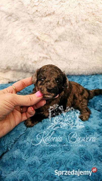 Pudel ToyMiniatura pakiet badań genetycznych