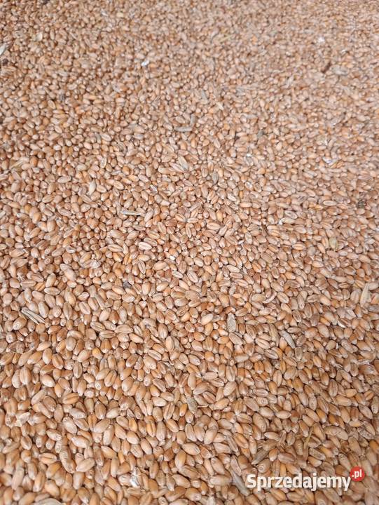 Pszenica Owies Większa ilość do negocjacji podkarpackie Niebocko