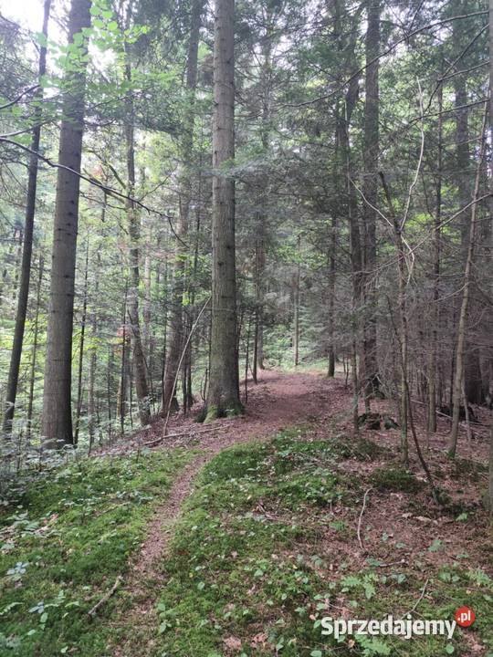 Las w miejscowości Swiecany 6zł/m2 Święcany