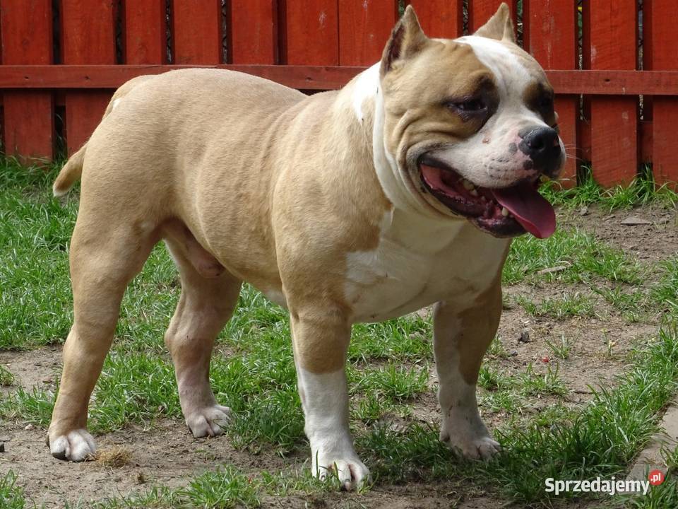 American Bully suczki ABKC Pozostałe Grodzisk Wielkopolski