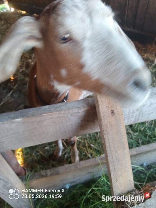 Koza z mlekiem i małą kuzką Kozy łódzkie Kaźmirów sprzedam