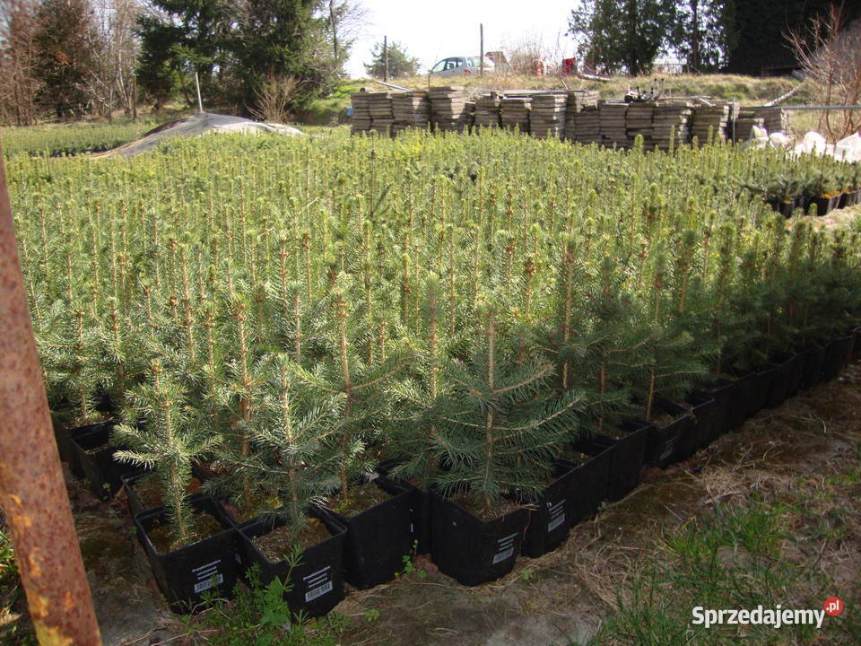 świerk srebrny doniczka Iglaste