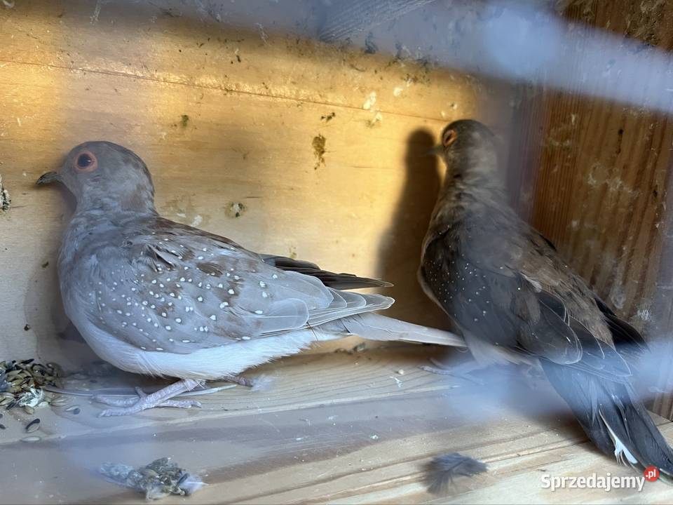 Gołąbki diamentowe Ptaki dolnośląskie