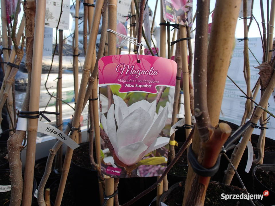 Magnolie szczepione w odmianach Tarnów sprzedam
