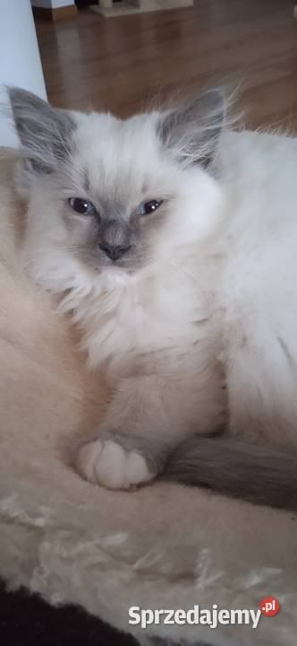 Kotek ragdoll niebieski z legalnej hodowli opolskie Opole