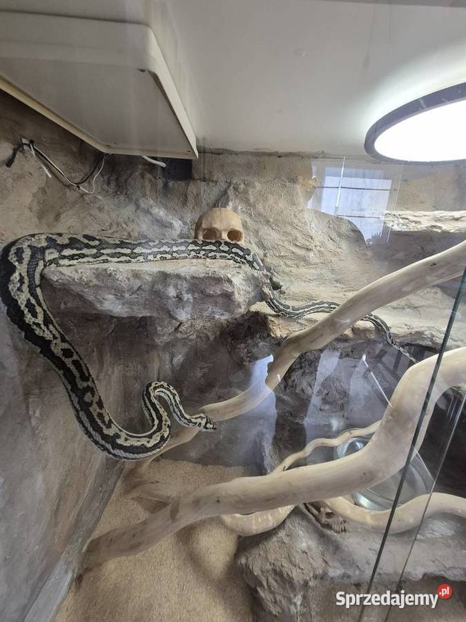 Sprzedam weza razem z terrarium Poznań