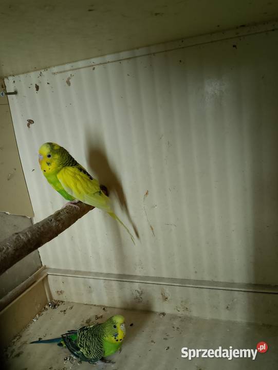 Papugi faliste 3 opolskie Strzeleczki sprzedam