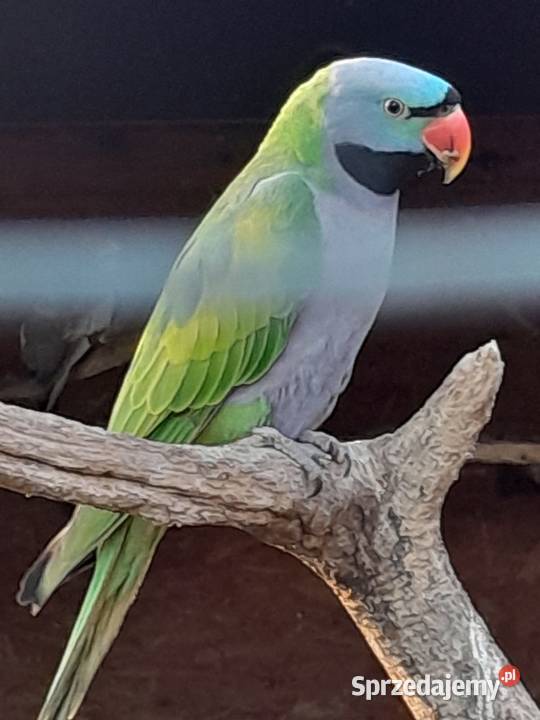 Aleksandretta chińska Ptaki Barkowo