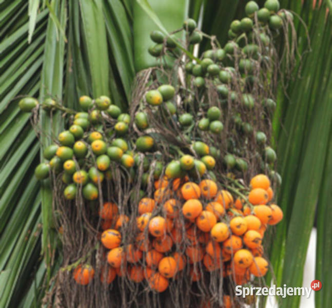 PALMA BETELOWA Areca catechu NASIONA 100g Lubanie