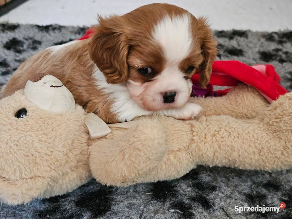 Cavalier king charles spaniel FCI ZKwP warmińsko-mazurskie Klonowo sprzedam