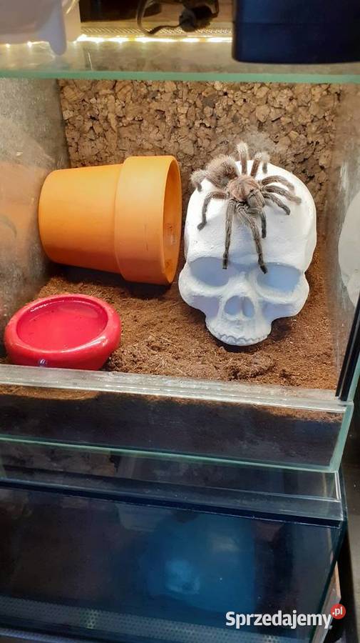 Wąż czaszka do terrarium Gady i płazy śląskie Gliwice