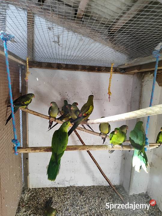 Papugi górskie bergi czerwonoszkrzydle małopolskie sprzedam