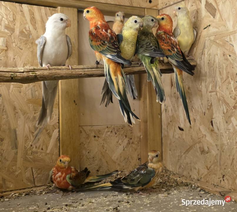 Świergotki i modrolotki sprzedam