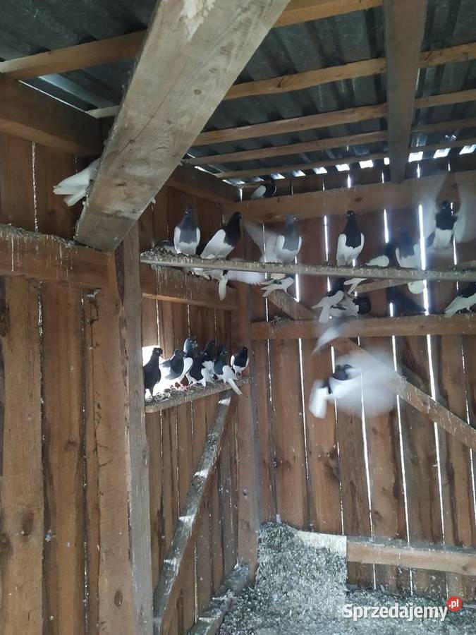 Sprzedam gołębie murzyny mazowieckie Warka
