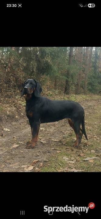 Szczenięta Gończy Polski FCI ZKwP Gostyń sprzedam