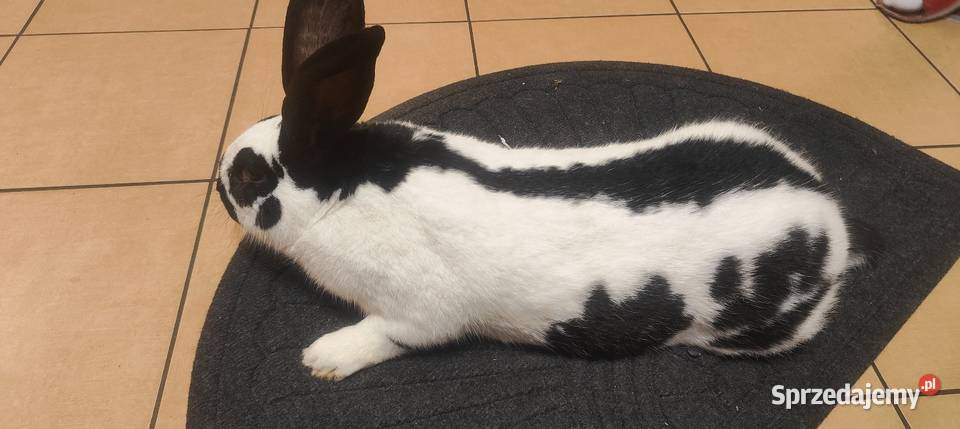 Srokacz niemiecki Gryzonie Górki