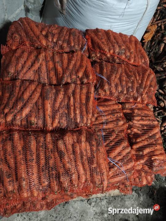 Marchew ładna i gruba świętokrzyskie Opatkowice Drewniane