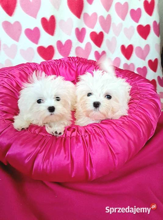 maltańczyki koreańskie szczenięta z rodowodem sprzedam