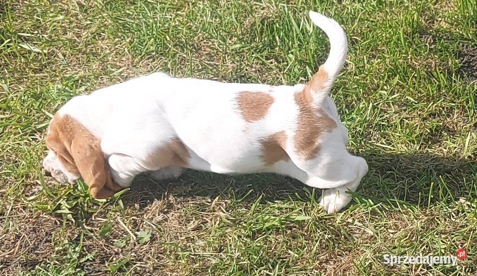 Basset hound szczenięta z renomowanej hodowli Batorowo