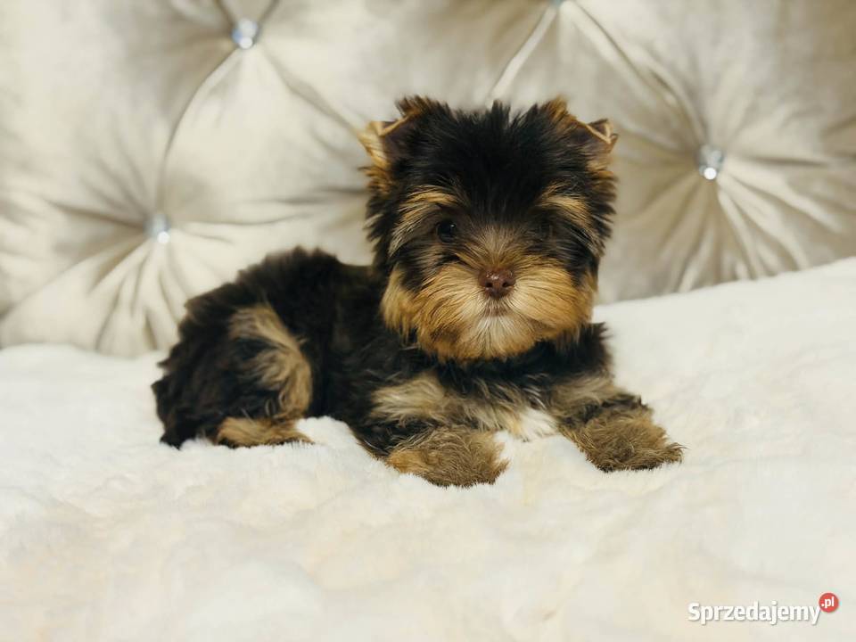 York Czekladowy piesek piękny bez wad Psy Namysłów sprzedam
